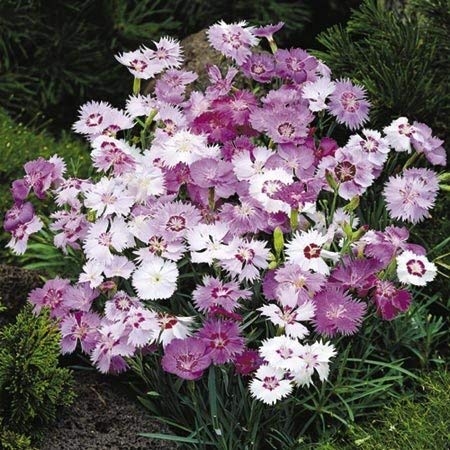 Golden Hills Farm® (AVG 100-1000) seeds Dianthus Barbatus/Sweet William Flower mixed (B084V2DRMW) Amazon Price History, Amazon Price Tracker
