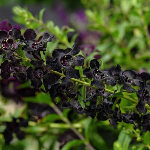 200 Semillas de Snapdragon Negro Flor Flores Perennes Semilla disponible en Yaxa Costa Rica