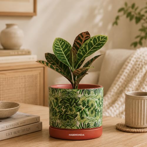 Image of Habere India-All the Cultures Fabricating India Pot for Plants | Flower Pots for Garden, Dining Table & Home Decor | Terracotta Flower Pot for Living Room Decoration (Red & Green, Dia11 x H10.5 cm)