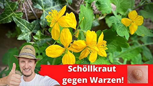 Schöllkraut Tinktur 200ml