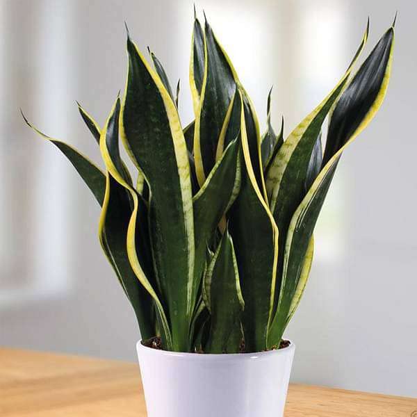Mphmi Live Plant Nursery NCR Nurseryplant Sansevieria trifasciata Black