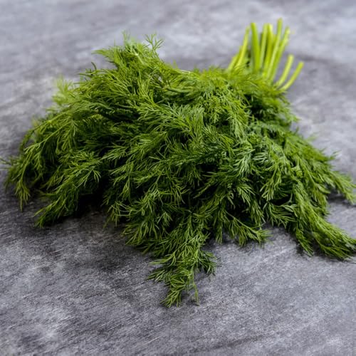 semi di aneto resistente - interno 100pcs