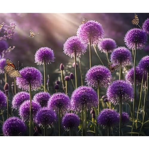 Purple Allium Bulbs for Planting - Easy to Grow Perennial Flowers, Top Size Bulbs, Large Spherical Blooms (5 Bulbs)