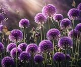 Purple Allium Bulbs for Planting - Easy to Grow Perennial Flowers, Top Size Bulbs, Large Spherical Blooms (5 Bulbs)