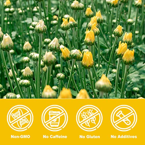 Image of Olvvla - Chrysanthemum Tea, 4oz /114g, Dried Fetal Chrysanthemum Flowers | Caffeine-free Tai Ju herbal tea with natural dried fetal chrysanthemum flowers for a floral daily infusion