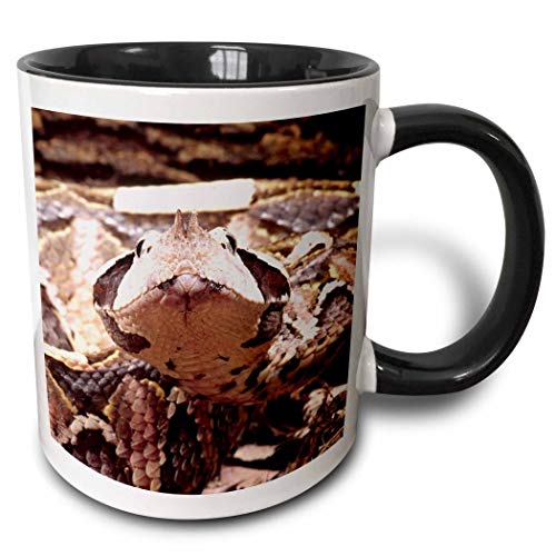 N\A Taza de Dos Tonos de Serpiente de víbora de África Occidental Gabón-Na02 Dno0436-David Northcote, Negro/Blanco