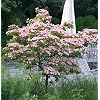 Chinesischer Blumenhartriegel Rosabella 40-60cm - Cornus kousa - lebende Gartenpflanze aus den Baumschulen