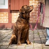 Tailoir Hundeleine 2m geflochten - Tauleine Hund, Mittelgroße - Große Hunde
