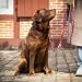 Tailoir Hundeleine 2m geflochten - Tauleine Hund, Mittelgroße - Große Hunde
