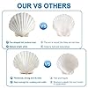 QEQEKAKA 6PCS Scallop Shells 4‘’-4.5" Natural Sea Shells White Hawaiian Scallop Shells for Baking DIY Craft Home Vase Fillers & Beach Wedding Party Decor #2