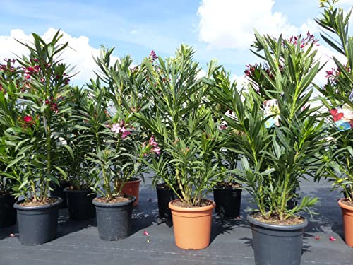gruenwaren jakubik Oleander 120 cm Premiumqualität Busch Nerium Rosenlorbeer Dauerblüher Premium rot rosa gelb weiß Mix