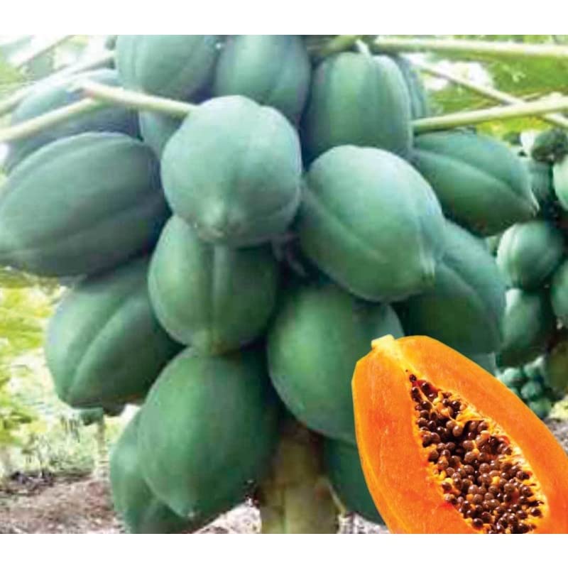 Bhajanlal Greenery Generic Papaya Red Lady Fruit-F1 Taiwan Hybrid Seeds Plant (3G) (B089K78WSF) Amazon Price History, Amazon Price Tracker