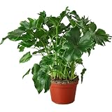Philodendron Little Hope Live Plant | Houseplants in 4'' & 6'' Pot