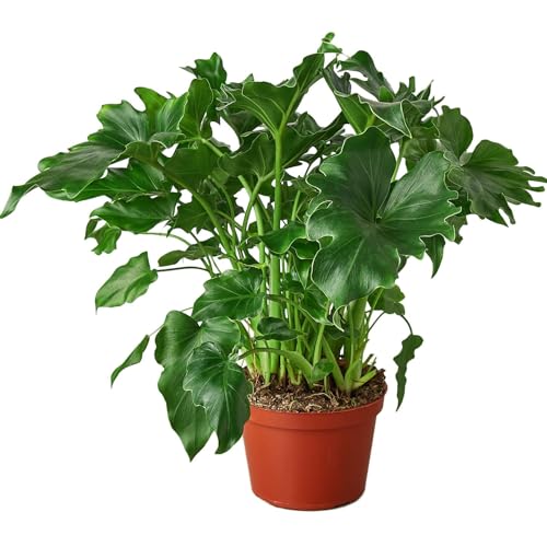 Philodendron Little Hope Live Plant for Indoor | Different Houseplants in 4'' & 6'' Pot | Real House Plant Decor for Living Room, Office, Desk & Bathroom | Little Hope | Philodendron selloum