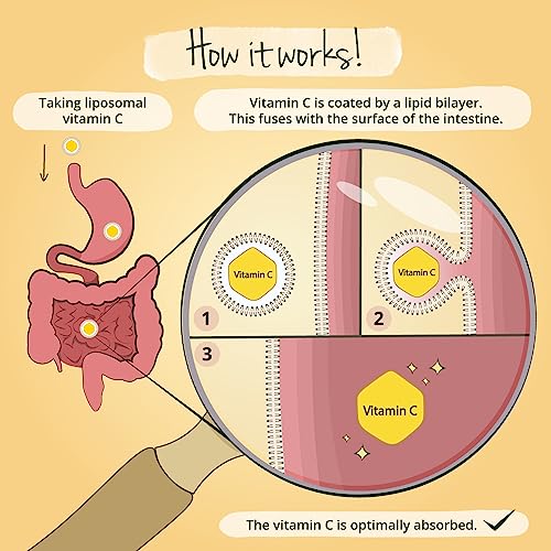 Vegavero Liposomal Vitamin C | 120 Capsules | Lab Tested, Highly Bioavailable PureWay-C | Authentic Phospholipid Bilayer Technology | Vegan - Image 6