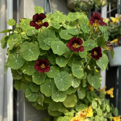 semillas de capuchina - macizo de silvestres exóticas capuchina jardín colgante arbustos rápido crecimiento colgantes, decoración vallas, enredaderas 80semillas