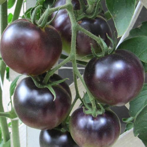 Buy4seeds 20 Tomato Black Cherry Seeds Vegetable Seed Russin Tomato Easy for Grow Garden