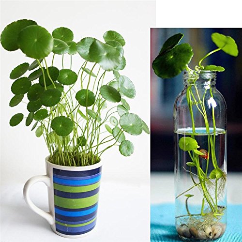 50Pcs/bag Copper Grass Aquatic Plant Bonsai Annual Garden Ornament Cold Water Flower Seeds Pilea Seeds Indoor Putdoor Pot Seed 50Pcs/bag Copper Grass Aquatic Plant Bonsai Annual Garden Ornament Cold Water Flower Seeds Pilea Seeds Indoor Putdoor Pot Seed