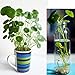 50Pcs/bag Copper Grass Aquatic Plant Bonsai Annual Garden Ornament Cold Water Flower Seeds Pilea Seeds Indoor Putdoor Pot Seed