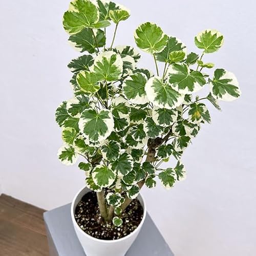観葉植物 ポリシャス 鉢」の人気商品一覧 | 安い商品を通販サイトから