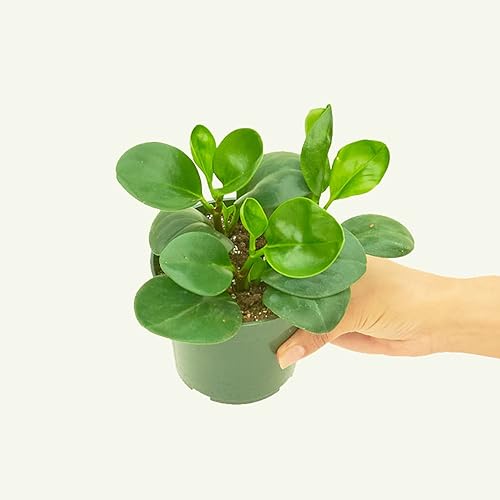 Miniatura 2 de Rooted Planta de goma para bebés - Peperomia obtusifolia  Planta de interior viva, fácil de cultivar, fácil de cuidar, planta de interior viva y