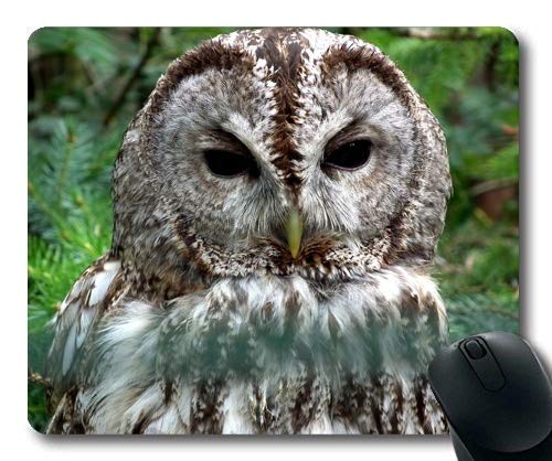 �}�E�X�}�b�g�A�t�N���E�t�B���`Waldkauz Strix aluco Tawny Owl�܂���Brown Owl�A�D���ڕt���}�E�X�p�b�h