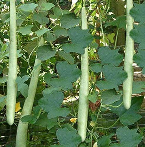 Organic Vegetable Squash Seeds"lagenaria Snake" Bottle Vietnamese Zucchini