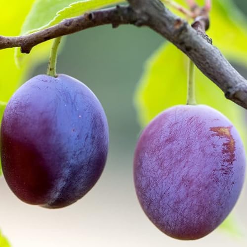 Beach Plum Seeds, 5 Fruit Plant Shrub Seeds Edible Fast Frowing Tree Seeds - 5 Seeds #TOP26