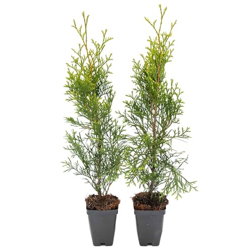2 Emerald Green Arborvitae Saplings in 3.5” Cubes | Live Evergreen Privacy Hedge Tree | Upright Compact Form, Fast-Growing, Cold-Hardy Plant for Screens & Landscaping (Thuja occidentalis 'Smaragd')