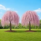 2 Weeping Cherry Tree Plant, 6-12 Inch Tall, Easy Care, Hardy Ornamental Flowering Cherry Tree, Ideal for Yard, Garden & Landscape