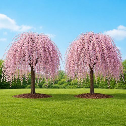 2 Weeping Cherry Tree Plant, 6-12 Inch Tall, Easy Care, Hardy Ornamental Flowering Cherry Tree, Ideal for Yard, Garden & Landscape