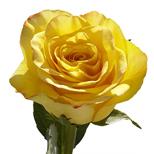 2 Dozen Yellow Roses & Fillers- Fresh Cut Flower Delivery