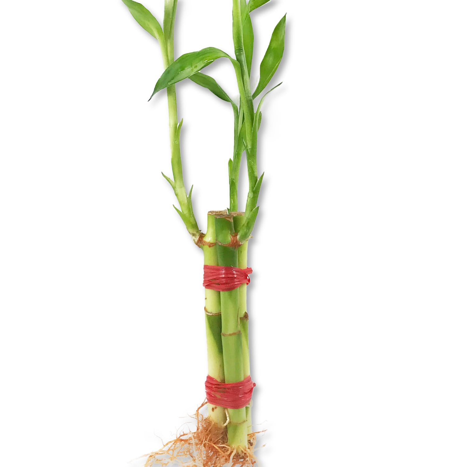 Amazon.com: Lucky Indoor Bamboo for Happiness, Wealth and Longevity - 3  Live Plants - 8 Inch - Ships Bare Root - Air Purifying Feng-Shui Zen Garden  Houseplants : Grocery & Gourmet Food
