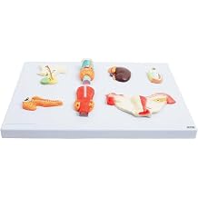 Axis Scientific Complete Endocrine Gland Set Anatomy Model