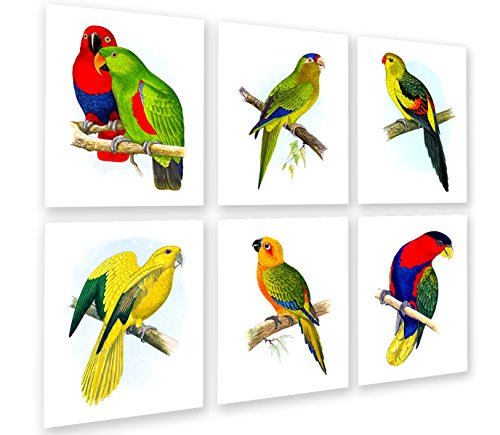 Gnosis Picture Archive Tropical Birds Parrots Art Decor Set of