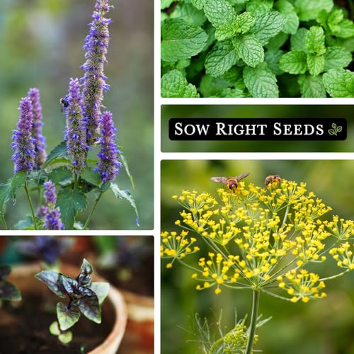 Sow Right Seeds - 15 Herb Garden Seed Collection for Planting - Essential Herbs for Cooking - Non-GMO Heirloom Packet Instructions to Grow Kitchen Garden Indoors or Outdoors - Great for Hydroponics - Image 4
