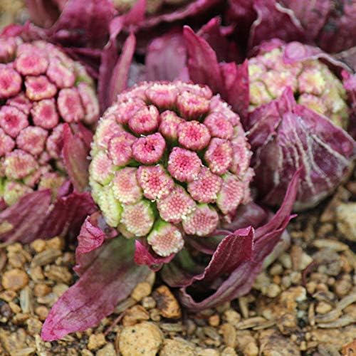 Amazon Co Jp ふき 蕗 ベニバナフキノトウ3 5号ポット フキ ふきのとう 野菜の苗 Diy 工具 ガーデン