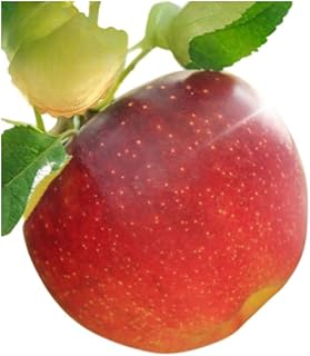 りんご 長野 贈答用 リンゴ シナノリップ 約3kg （12玉） ギフト プレゼント 贈答 贈答品 贈り物 フルーツ 果物 デザート おやつ 林檎 旬 信州 長野県 長野県産