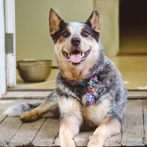 Dog Tag Art Lupine Pattern Flower Power Custom Pet Id Tag For Dogs And Cats (Large) Lupine Brand Matching Tag, Complements Lupine Leash And Collar Patterns, Customizable Dog Tags #TOP3