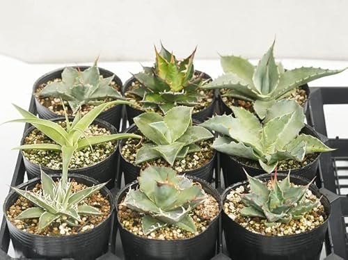 アガベ 品種見計らい5ポットセット （３号ロングポット植え） - 四国ガーデン - 商品画像