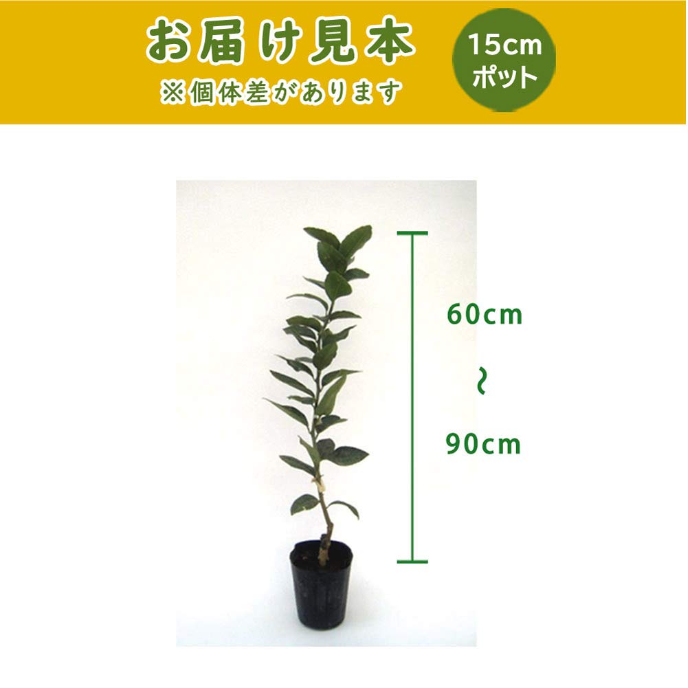 柚子の苗木(根無し) ¥650 楽天市場】柚子 苗木 種なし柚子 【多田錦】 1年生接木苗 : 苗木