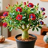 rosa del desierto propiedades Su singular patrón de crecimiento natural le confiere un valor ornamental duradero.