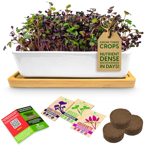 ZESTIGREENS Ceramic Microgreens Growing Kit to Grow 3 Crops Including Organic USDA Red Amaranth Purple Rambo Radish & Broccoli Microgreens Seeds.