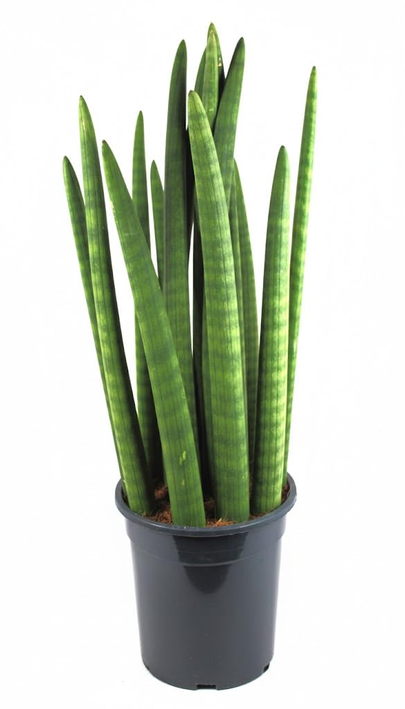 Sansevieria cylindrica,Bogenhanf,luftreinigend, XXL Zimmerpflanze,ca.55cm hoch