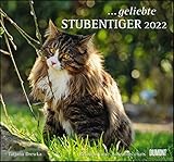  ... geliebte Stubentiger 2022 - DUMONT Wandkalender - mit den wichtigsten Feiertagen - Format 38,0 x 35,5 cm