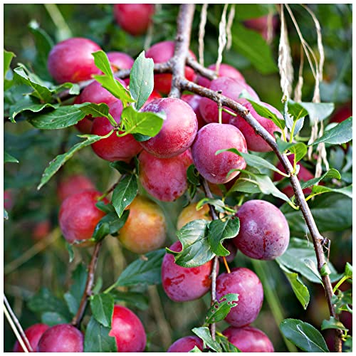 Big Juicy Victoria Plum Tree 4-5ft Tall, Ready to Fruit, Self Fertile & Juicy 3fatpigs®