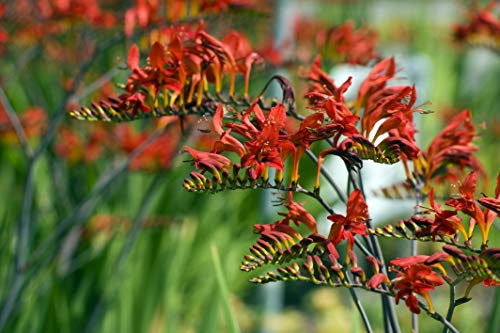 Bulbi da Fiore ALTA QUALITA' per fioritura PRIMAVERILE - ESTIVA - AUTUNNALE (10, Crocosmia LUCIFER)