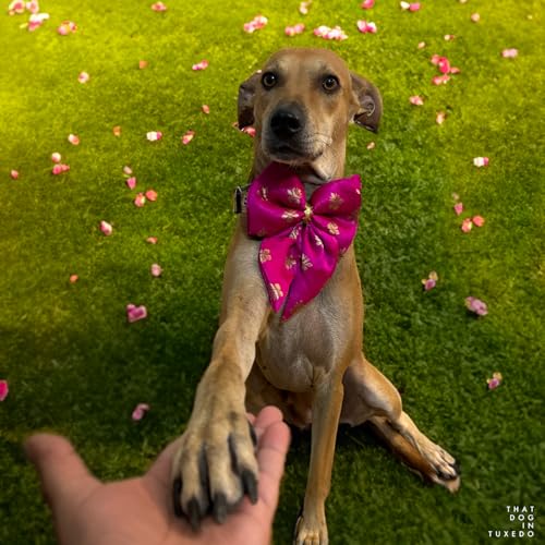 That-Dog-In-Tuxedo-Padma-Festive-Dog-Bow-Tie-for-Diwali-Festivals-and-Wedding-Utsava-Collection-Pink-XL