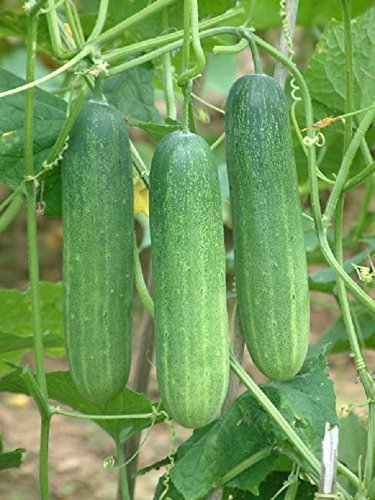 Cucumber Seeds (Pack Of AVG 50-100 Seeds x 1 Per Packet) 1 Packet Of Cucumber-picture-18