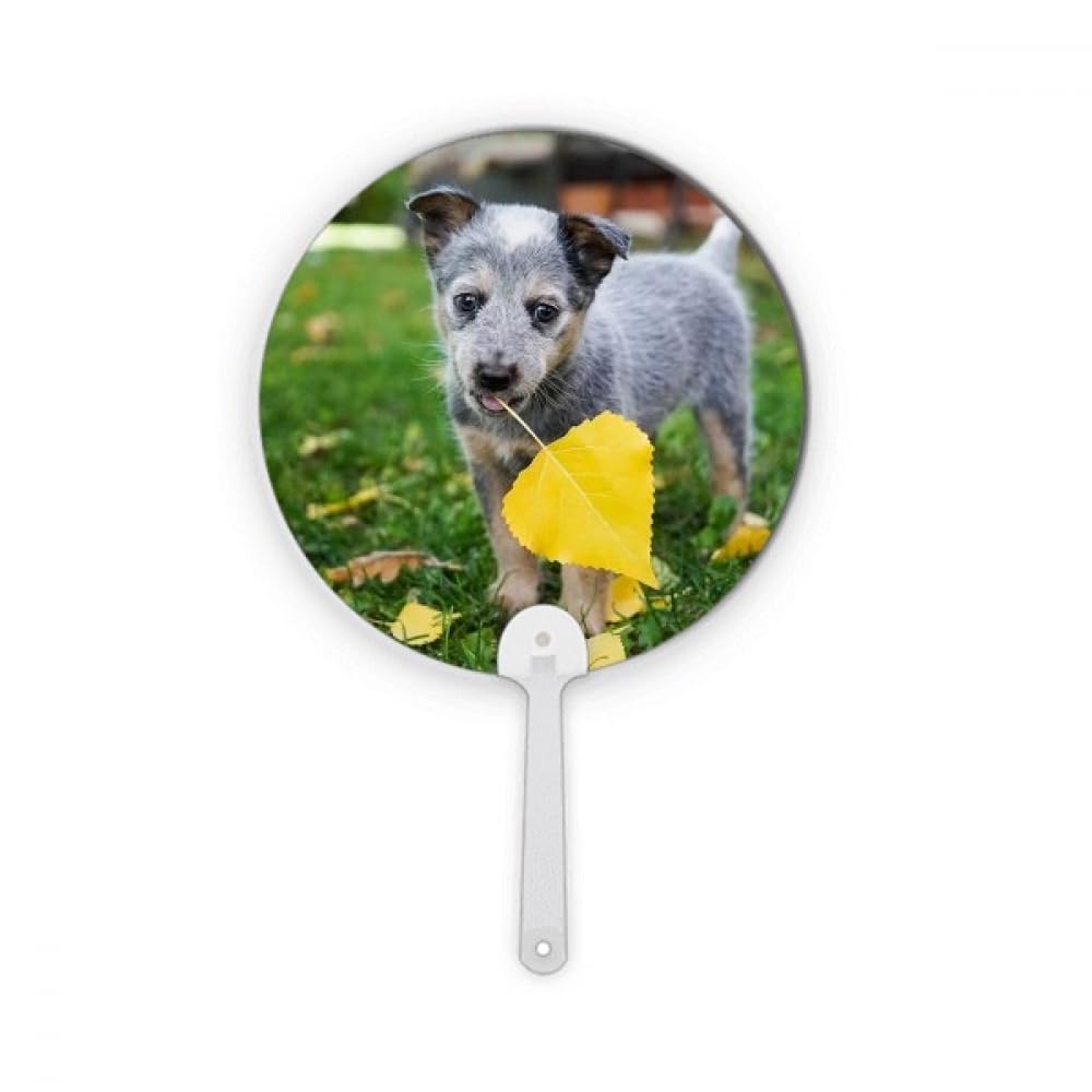 Eventail rond artisanal no/no en plastique rigide pour photo de chiot